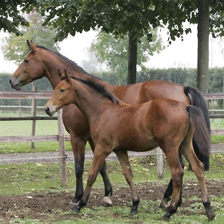 آرلونو San Giacomo Horses & Agriturismo المظهر الخارجي الصورة