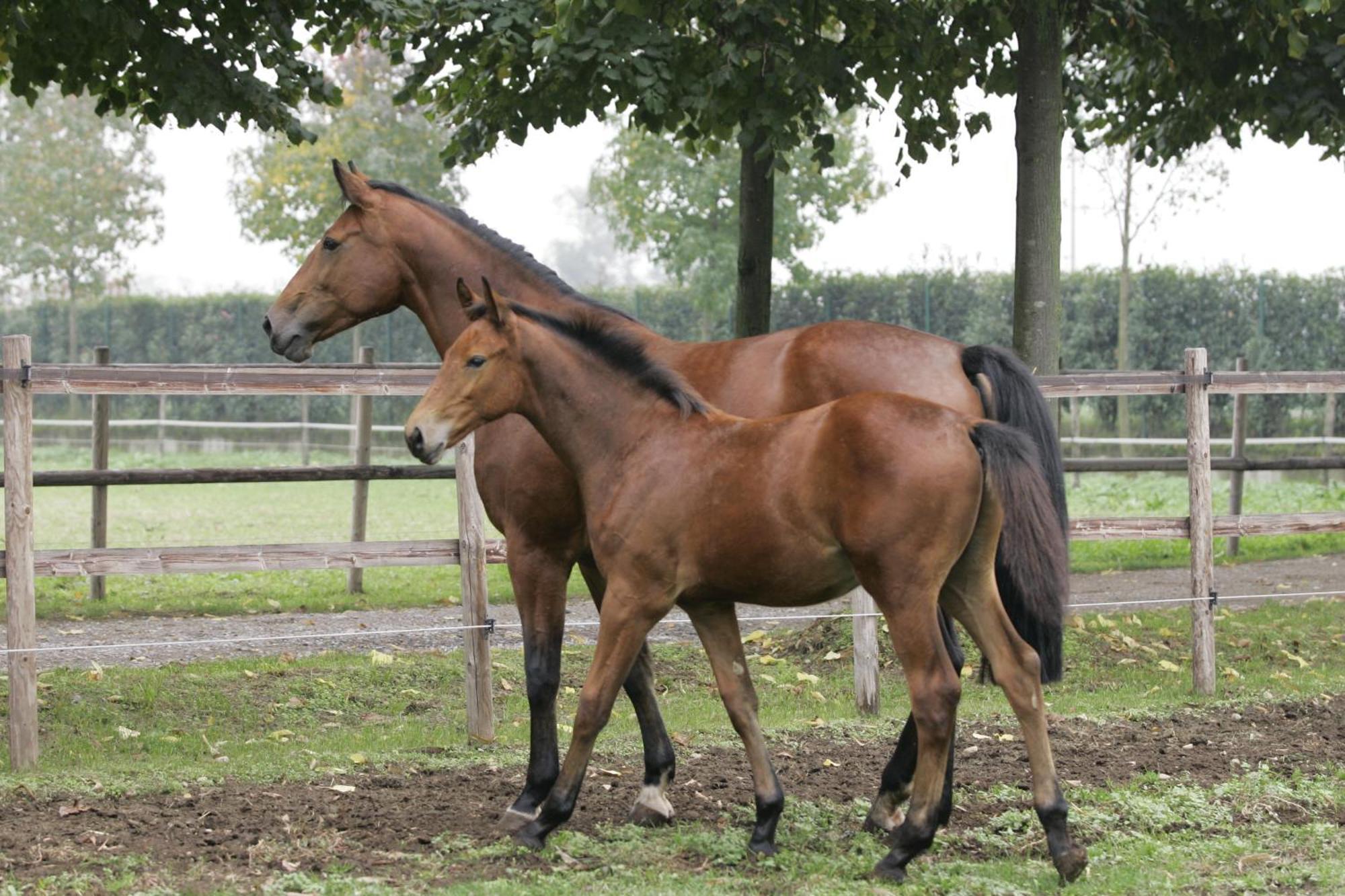 آرلونو San Giacomo Horses & Agriturismo المظهر الخارجي الصورة