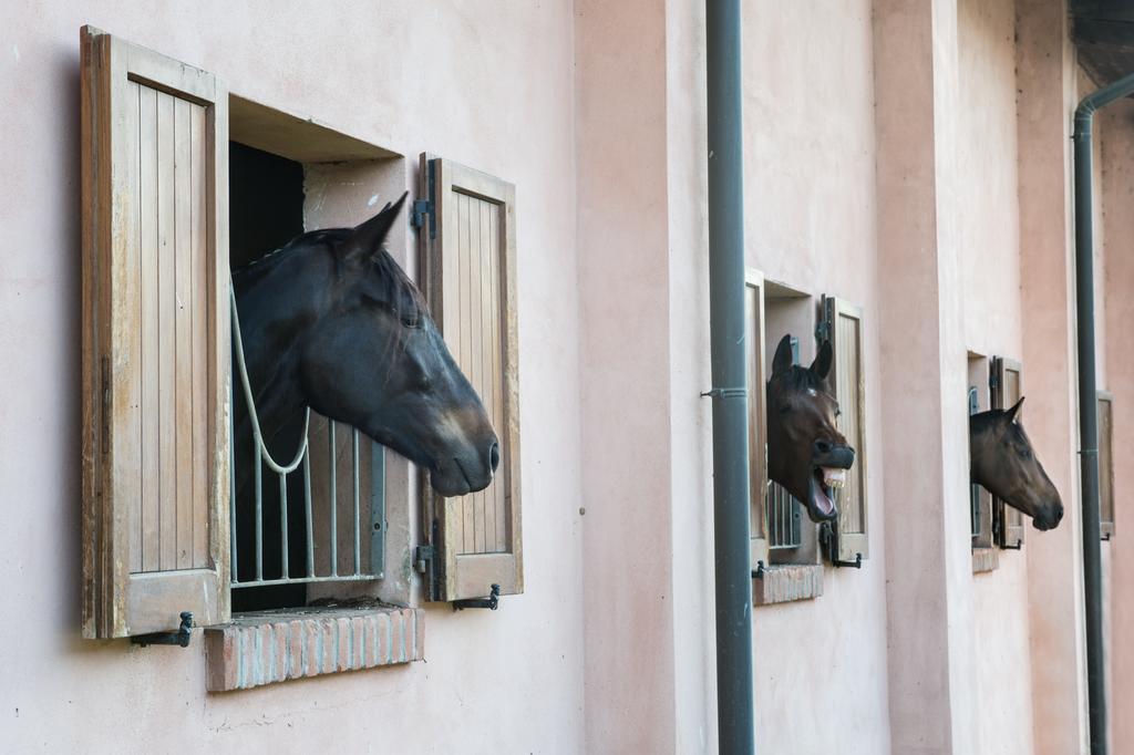 آرلونو San Giacomo Horses & Agriturismo المظهر الخارجي الصورة