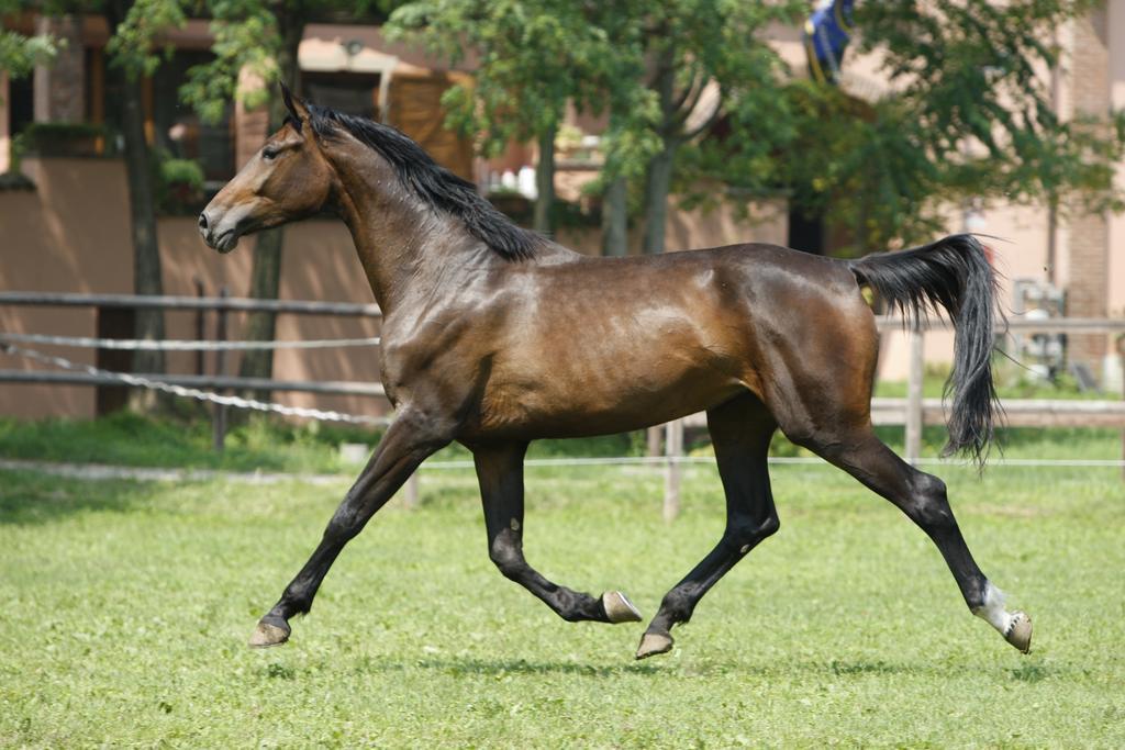 آرلونو San Giacomo Horses & Agriturismo المظهر الخارجي الصورة