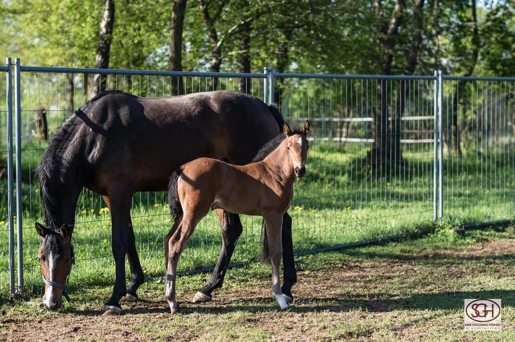 آرلونو San Giacomo Horses & Agriturismo المظهر الخارجي الصورة