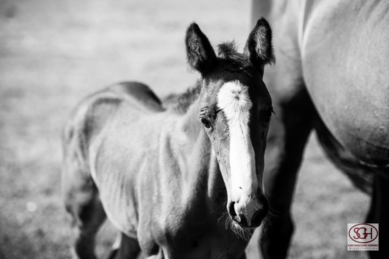 آرلونو San Giacomo Horses & Agriturismo المظهر الخارجي الصورة